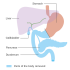Diagram_showing_the_area_removed_for_surgery_to_remove_all_of_the_pancreas_(total_pancreatectomy)_CRUK_287.svg (1)