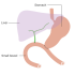 Diagram_showing_how_the_bowel_is_joined_back_together_after_a_total_pancreatectomy_CRUK_137.svg